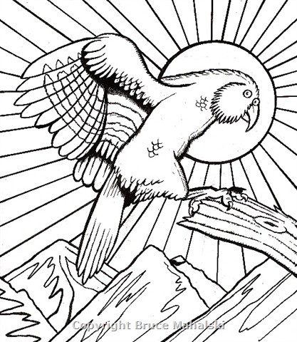 12 -Kea Picture